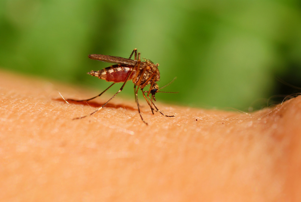 How to Avoid the Zika Virus